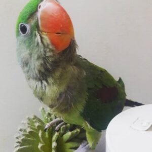 Alexandrine Parakeet