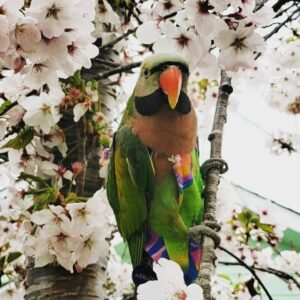 Moustache Parakeet