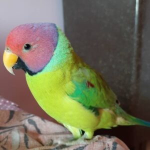 Plum Headed Parakeet