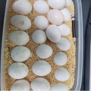 Blue and Gold Macaw eggs