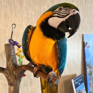 Blue and Gold Amazon Macaw Parrot