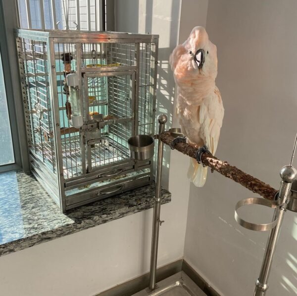 Moluccan Cockatoo - Image 3