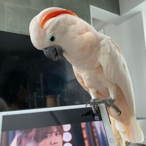 Moluccan Cockatoo