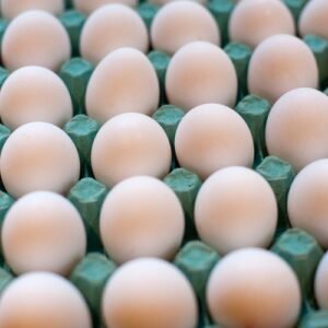 African Grey Parrot Eggs