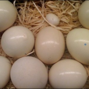 Scarlet Macaw Eggs