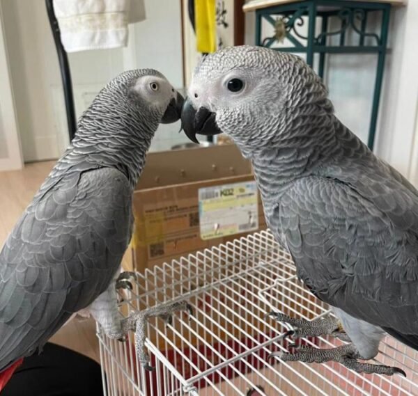 Male and Female Baby Congo AG - Image 5